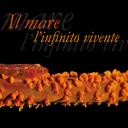 copertina.jpg