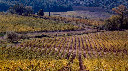 Vigna Usini